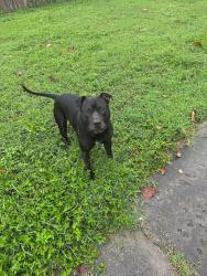 Reunited Male Dog last seen Kingswood and Henry balch, Orlando, FL 32810