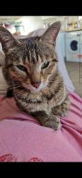 Reunited Female Cat last seen Fern grove haverhill , Suffolk, England CB9 9ND