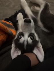 Lost Male Dog last seen Cove at peninsula , Jacksonville, FL 32210