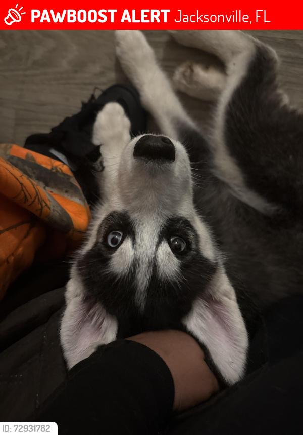 Lost Male Dog last seen Cove at peninsula , Jacksonville, FL 32210