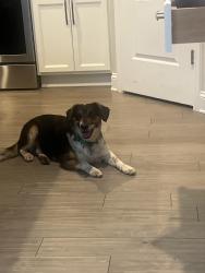 Lost Male Dog last seen Route 17, 172, Surf City, NC 28445