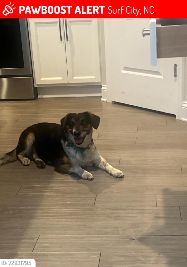 Lost Male Dog last seen Route 17, 172, Surf City, NC 28445