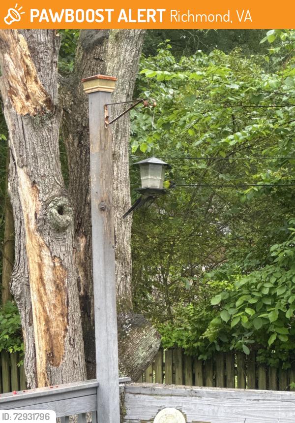 Found/Stray Unknown Bird last seen Broad st and horsepen , Richmond, VA 23226