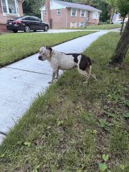 Found/Stray Female Dog last seen Village dr, Marlboro Meadows, MD 20772