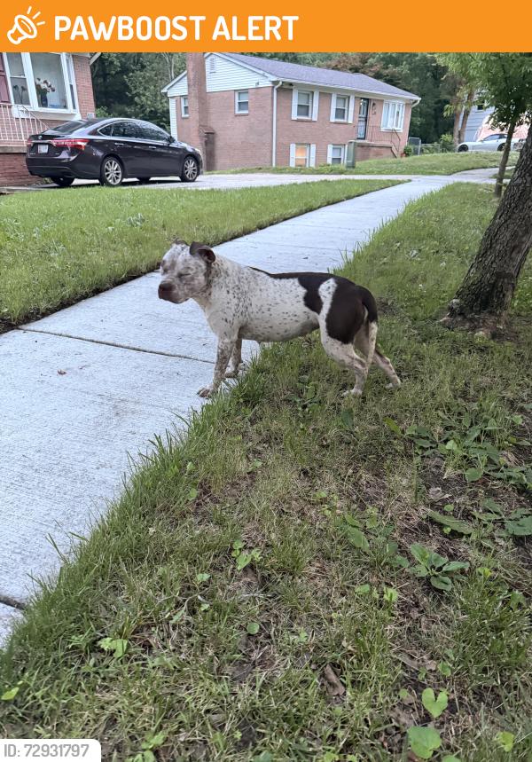 Found/Stray Female Dog last seen Village dr, Marlboro Meadows, MD 20772