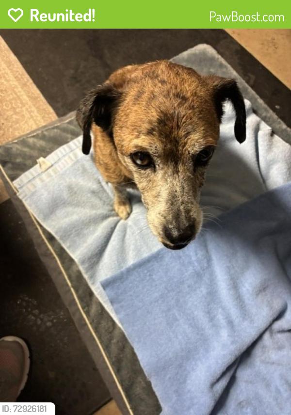 Reunited Male Dog last seen In the middle of Jackson Road at Oak Forest Baptist Church, Fletcher, Fletcher, NC 28732