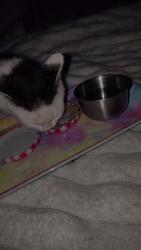 Found/Stray Unknown Cat last seen Knobhill 72nd Yakima wa, Yakima, WA 98908