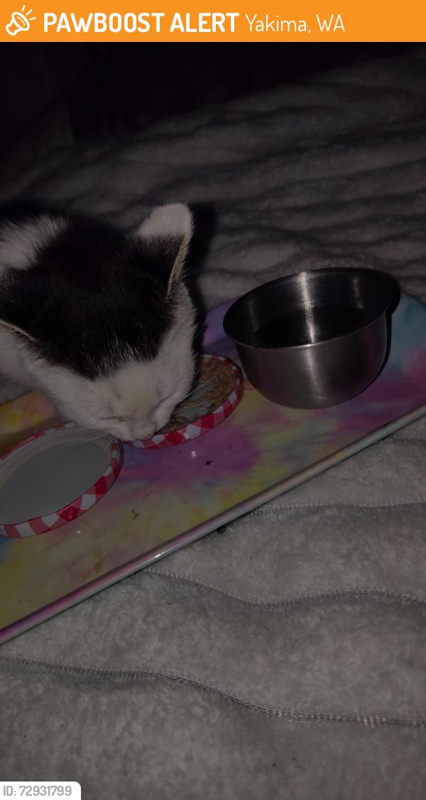 Found/Stray Unknown Cat last seen Knobhill 72nd Yakima wa, Yakima, WA 98908