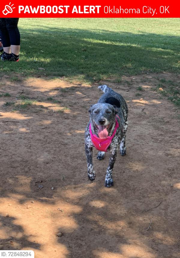 Lost Female Dog last seen NW 11th and Miller, Oklahoma City, OK 73107