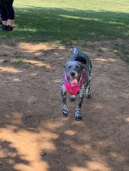 Lost Female Dog last seen NW 11th and Miller, Oklahoma City, OK 73107