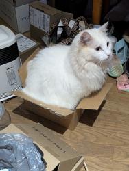 Lost Female Cat last seen Near Catawba Valley Boulevard and Robinson Road close by Home Goods, Newton, NC 28658