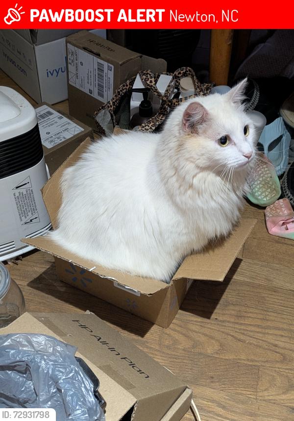 Lost Female Cat last seen Near Catawba Valley Boulevard and Robinson Road close by Home Goods, Newton, NC 28658