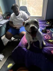 Reunited Female Dog last seen Abington and Glendale , Detroit, MI 48227