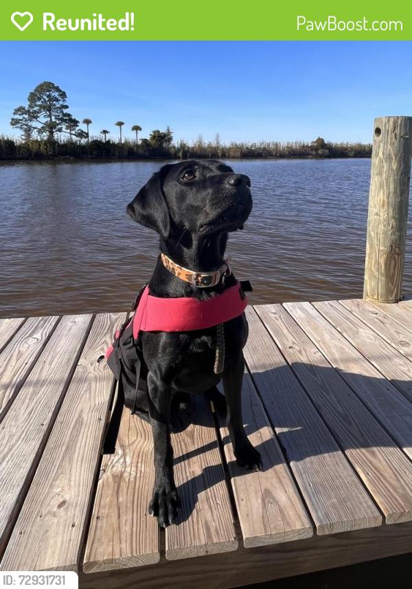 Reunited Male Dog last seen North Druid Hills Rd & Lawrenceville Hwy, Decatur, GA 30033