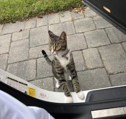 Reunited Female Cat last seen Churchwell road, Jacksonville, FL 32210