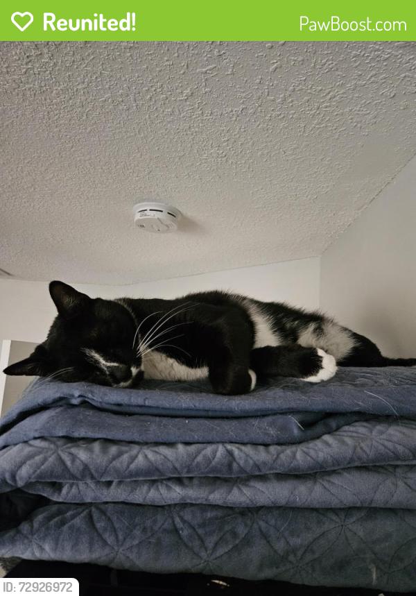 Reunited Male Cat last seen Vixen Ct. Fox Chase oviedo , Oviedo, FL 32765