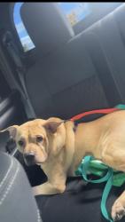 Reunited Male Dog last seen Coronado Dr & Tara Dr , Greensboro, NC 27410