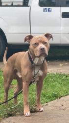 Reunited Male Dog last seen Castle path and midcrown  drive , San Antonio, TX 78218