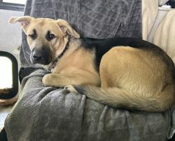 Reunited Male Cat last seen Oliver road and Stewart road, Zephyrhills, FL 33540