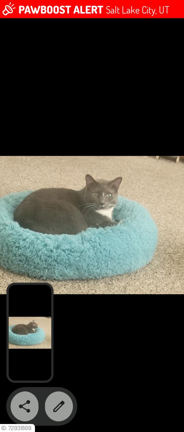 Lost Male Cat last seen Antilles Dr, Salt Lake City, UT 84116