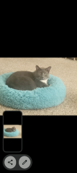 Lost Male Cat last seen Antilles Dr, Salt Lake City, UT 84116
