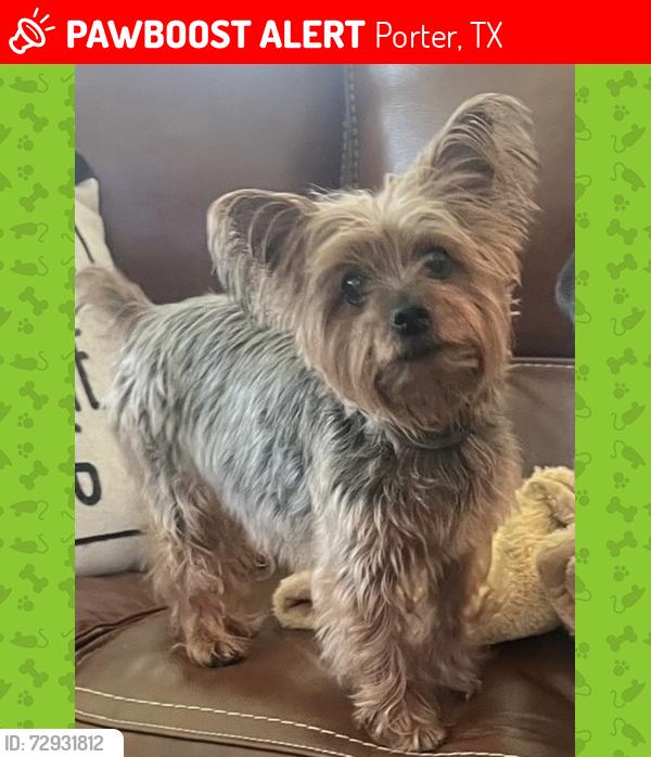 Lost Female Dog last seen Mirror lake, Porter, TX 77365