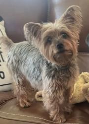 Lost Female Dog last seen Mirror lake, Porter, TX 77365