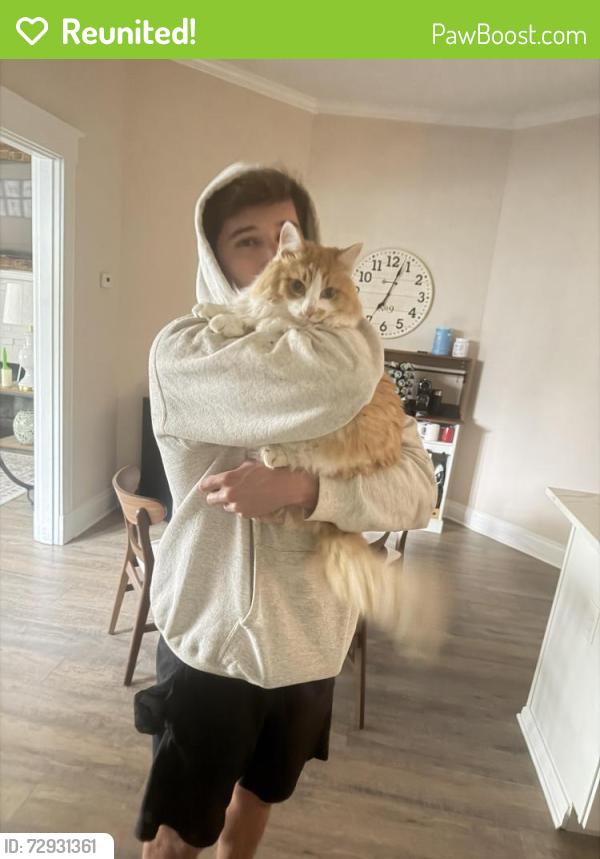 Reunited Male Cat last seen Near S Jefferson & Hudson, Cincinnati, OH 45212