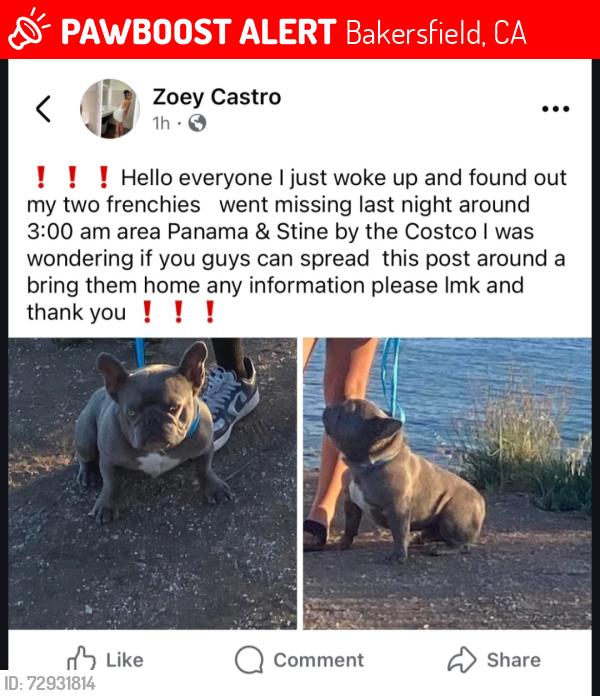 Lost Male Dog last seen Panama and stine, Bakersfield, CA 93313