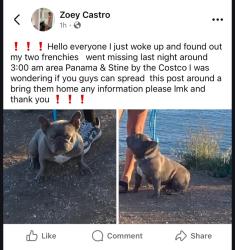 Lost Male Dog last seen Panama and stine, Bakersfield, CA 93313
