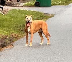 Found/Stray Male Dog last seen Sycamore Mills Rd. , Glen Mills, PA 19342