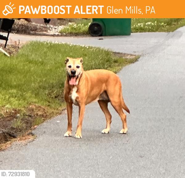 Found/Stray Male Dog last seen Sycamore Mills Rd. , Glen Mills, PA 19342