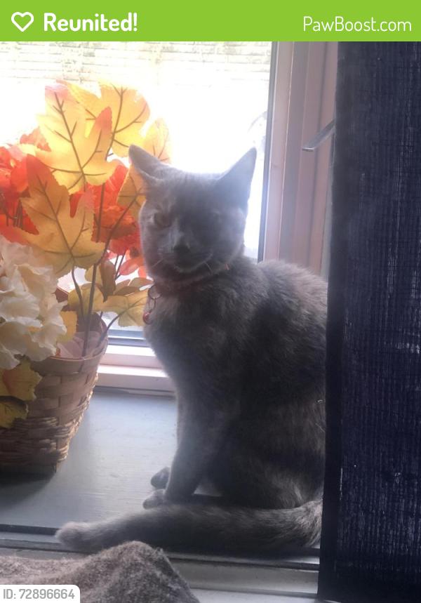 Reunited Female Cat last seen Sheraden, Pittsburgh, PA 15204