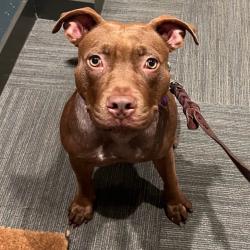 Shelter Stray Female Dog last seen , Los Angeles, CA 90018