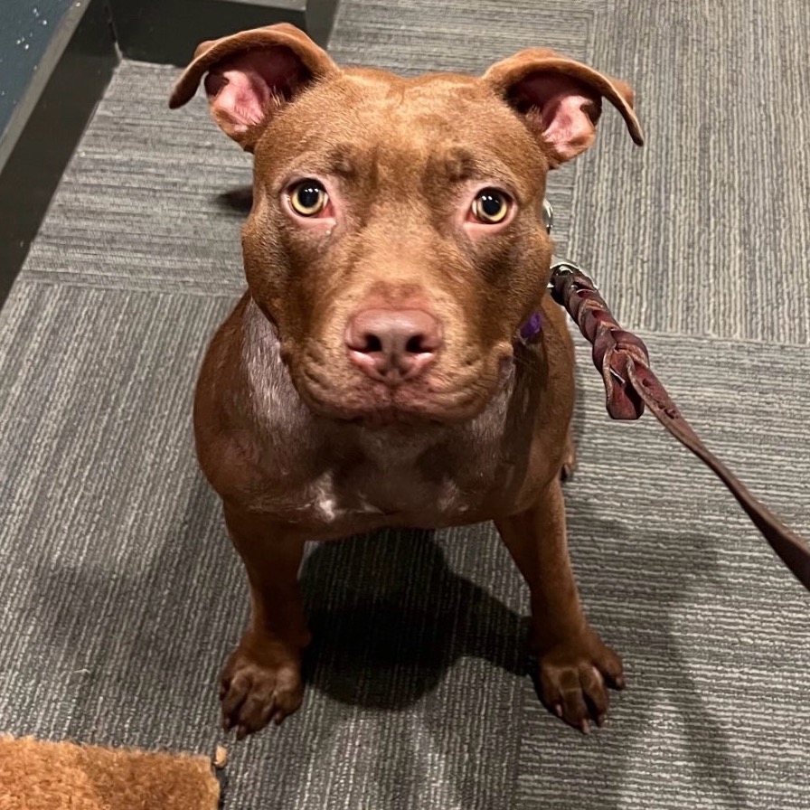 Shelter Stray Female Dog last seen , Los Angeles, CA 90018
