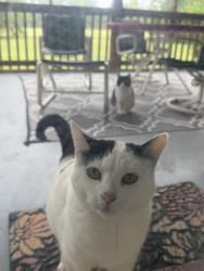 Lost Female Cat last seen Wilson Overall Riad, Murfreesboro, TN 37127