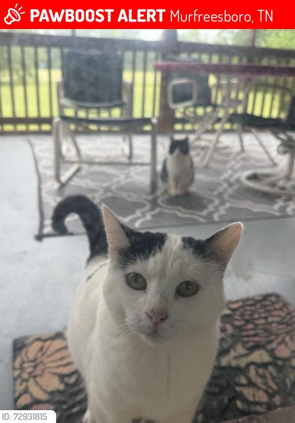 Lost Female Cat last seen Wilson Overall Riad, Murfreesboro, TN 37127