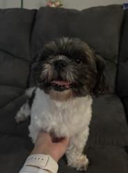 Reunited Female Dog last seen Pelleaux Rd and E Emory Rd, Knoxville, TN 37918