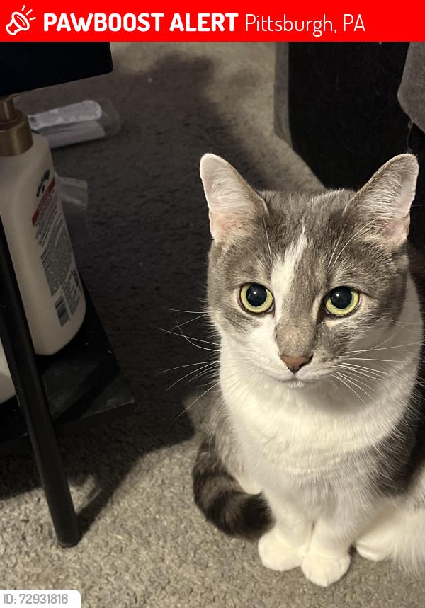 Lost Female Cat last seen Parkline drive , Pittsburgh, PA 15227