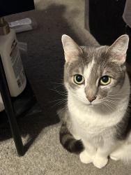 Lost Female Cat last seen Parkline drive , Pittsburgh, PA 15227