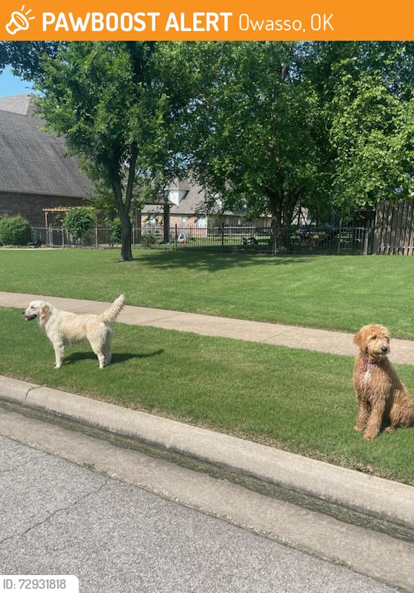 Found/Stray Unknown Dog last seen 91st and 135th owasso, Owasso, OK 74055