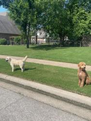 Found/Stray Unknown Dog last seen 91st and 135th owasso, Owasso, OK 74055