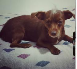 Lost Female Dog last seen Cerca de 15414-15400 SW 276th St, hmstd, FL 33032, Homestead, FL 33032