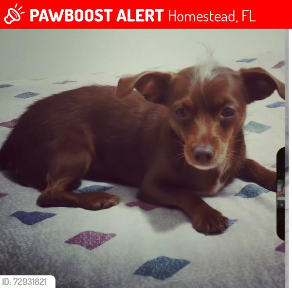Lost Female Dog last seen Cerca de 15414-15400 SW 276th St, hmstd, FL 33032, Homestead, FL 33032