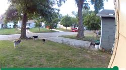 Found/Stray Unknown Dog last seen Lincoln and Hillside , Wichita, KS 67218