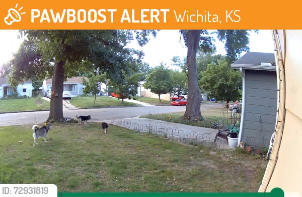 Found/Stray Unknown Dog last seen Lincoln and Hillside , Wichita, KS 67218