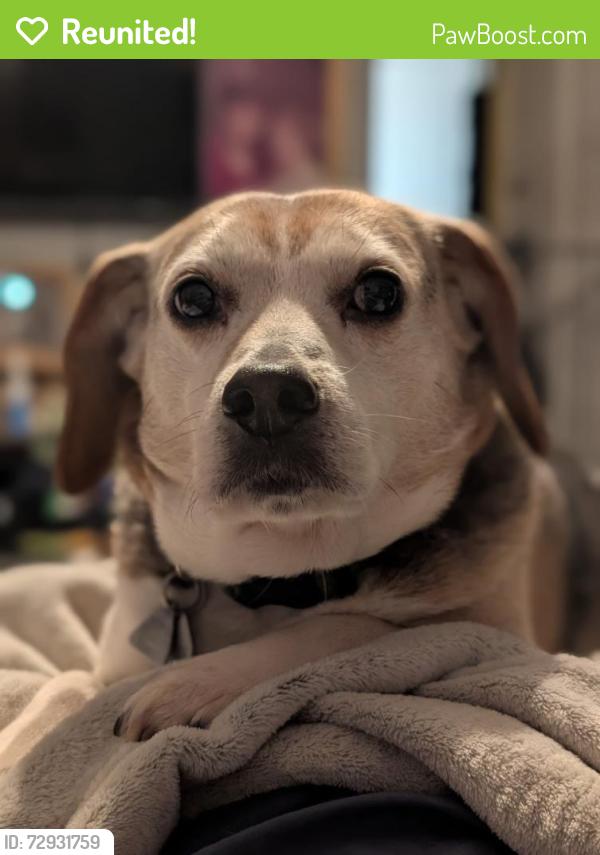 Reunited Male Dog last seen Sutters Mill, St. Peters, MO 63376