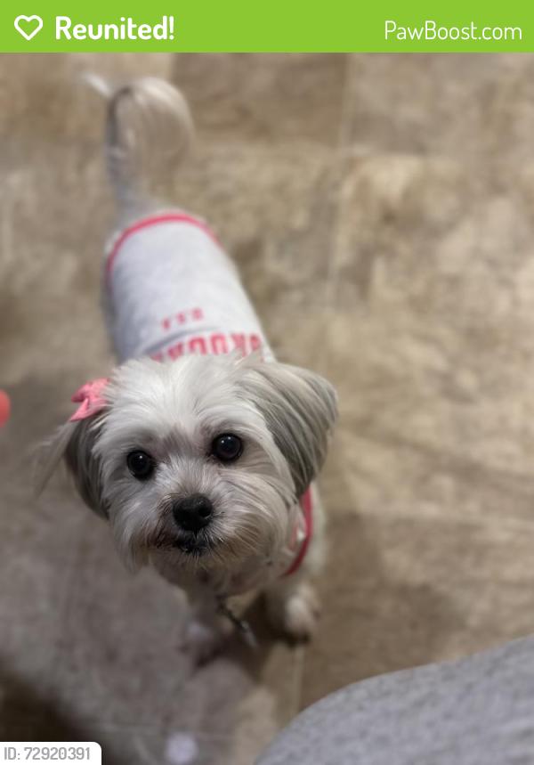 Reunited Female Dog last seen Vickie Lynn dr, Warner Robins, GA 31093