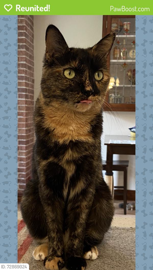 Reunited Female Cat last seen Entre avenue Dubuisson et Tellier Montréal, Montréal, QC H1L 4W9