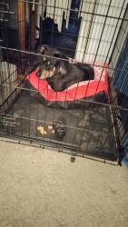 Lost Female Dog last seen Royal Crest, Mesquite, TX 75149